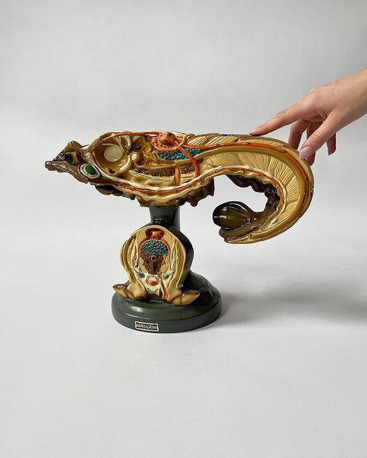 American Crayfish - ANATOMICAL MODEL - Room Four