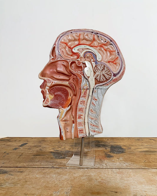 Anatomical Bisected Human Head Model - Room Four