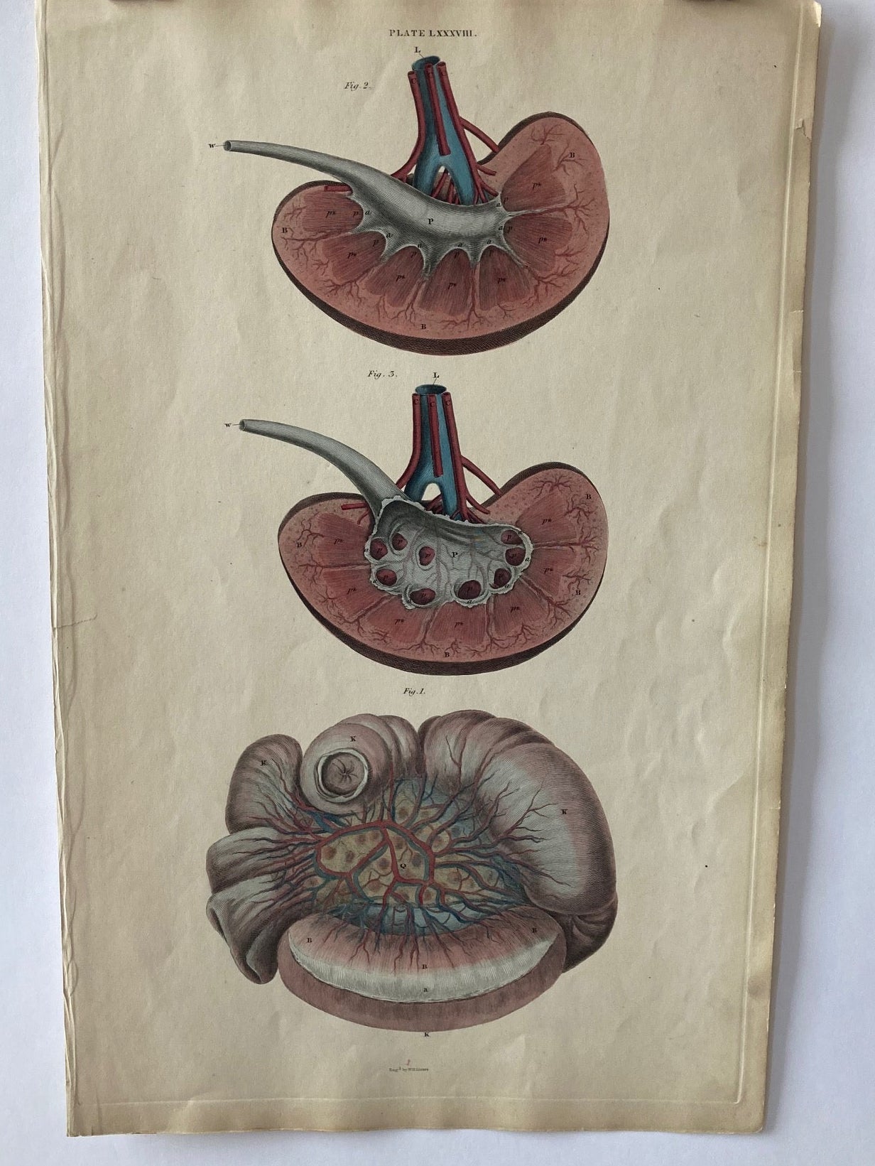 Lizars Anatomical Illustration 19th Century / Kidneys early anatomy - plate LXXXVIII - ORIGINAL