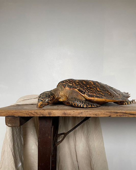 Antique Hawkbill Turtle - Room Four