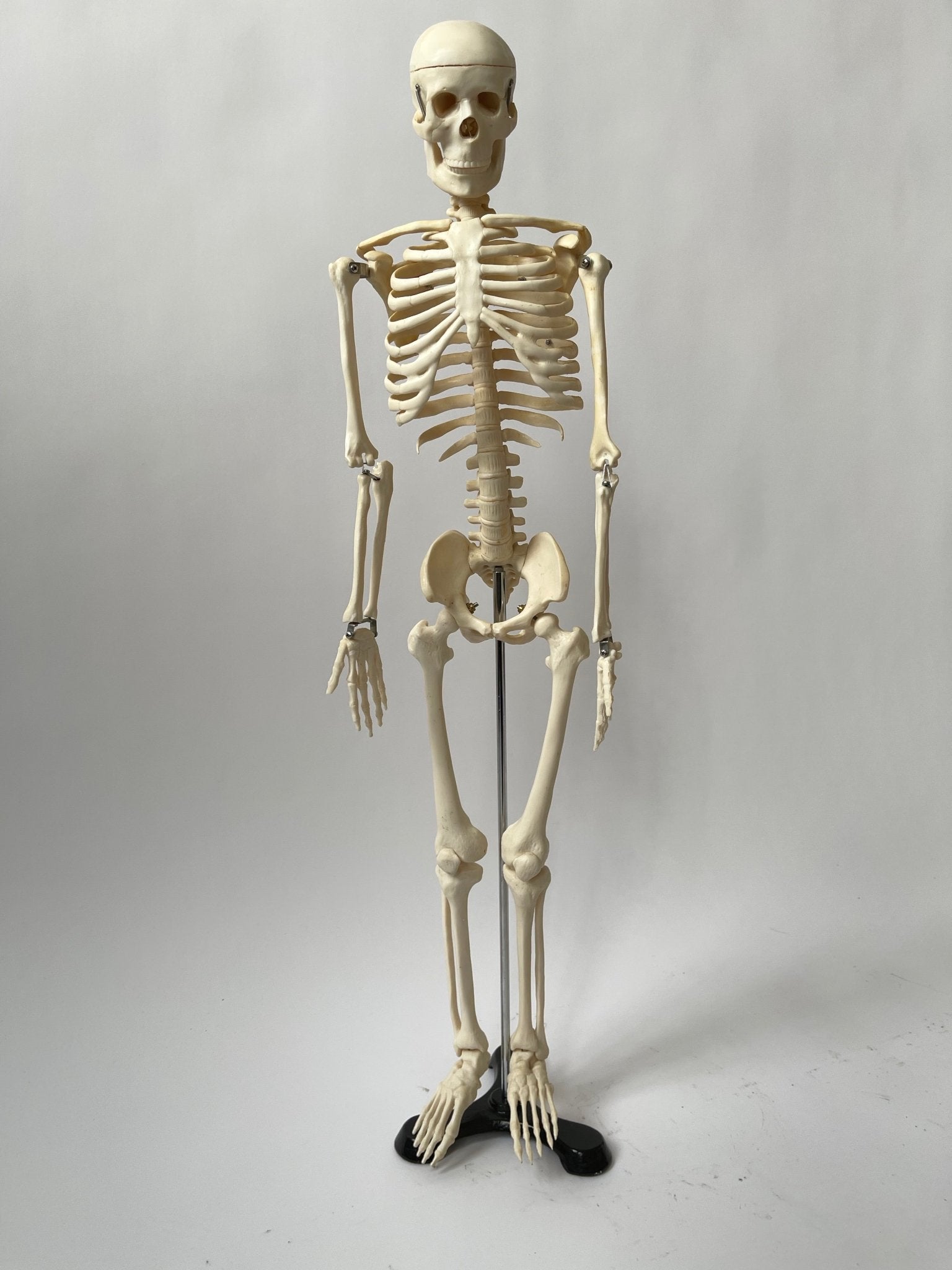 Articulated Skeleton - DESK TOP MODEL - Room Four