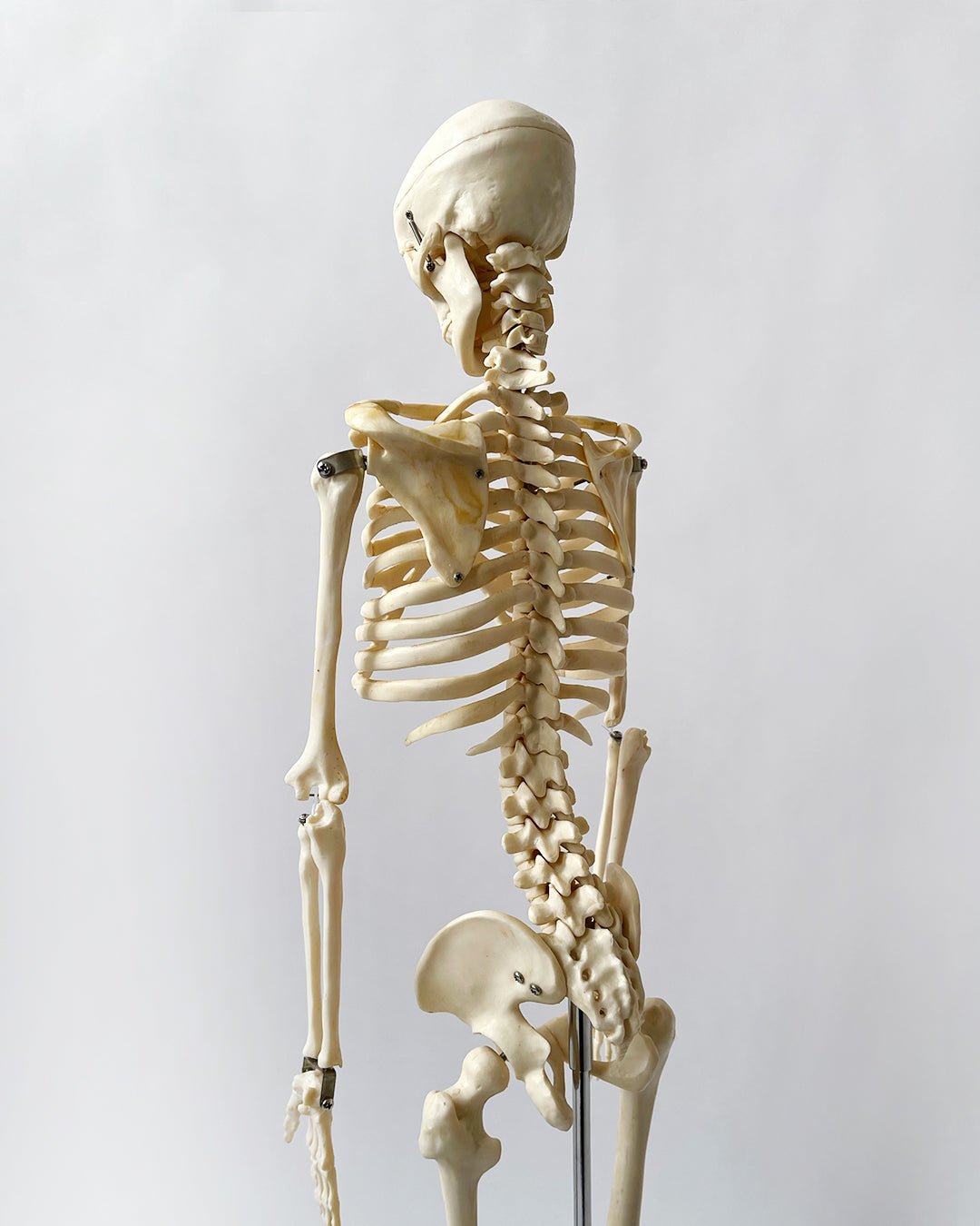 Articulated Skeleton - DESK TOP MODEL - Room Four