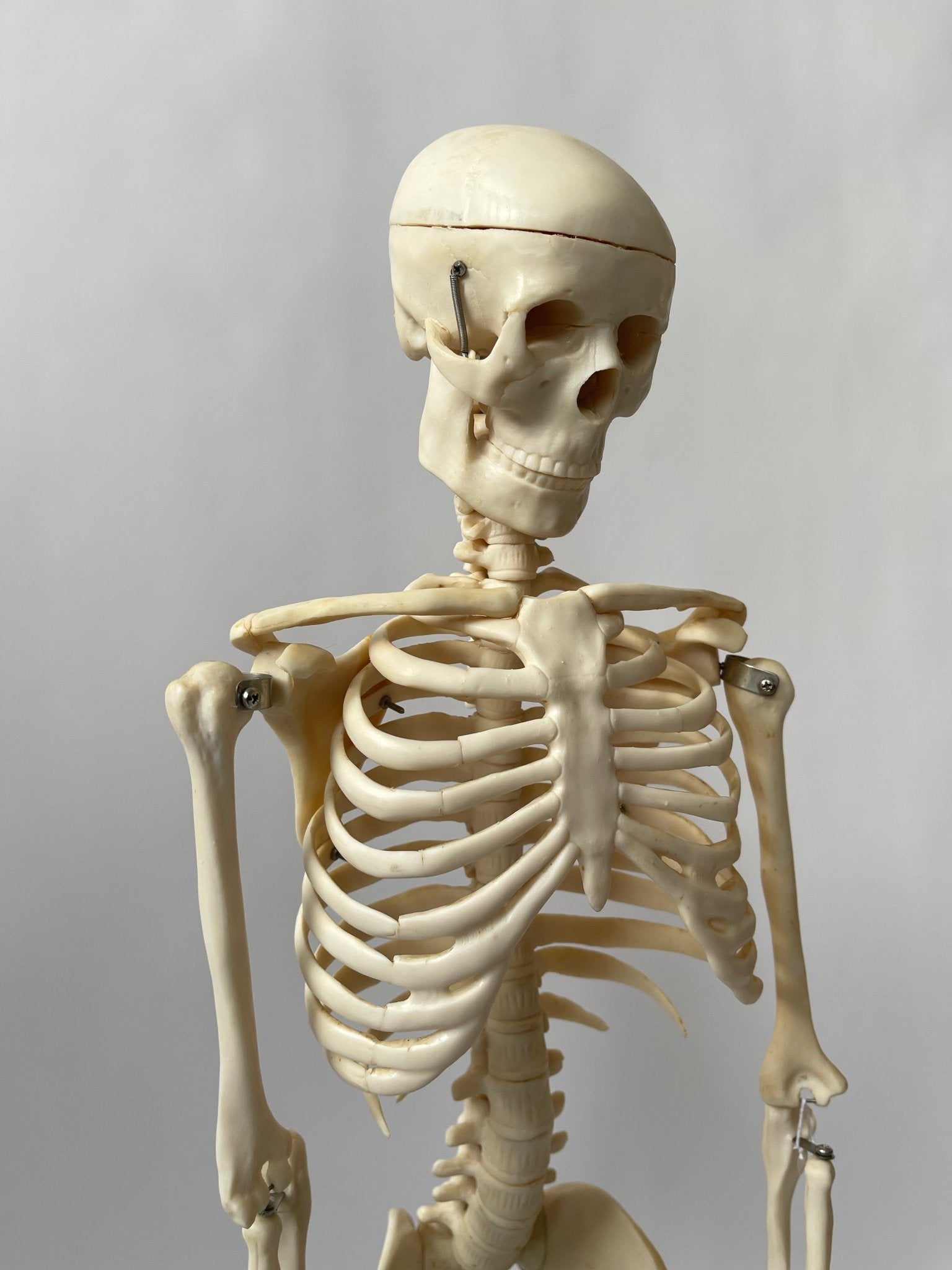 Articulated Skeleton - DESK TOP MODEL - Room Four