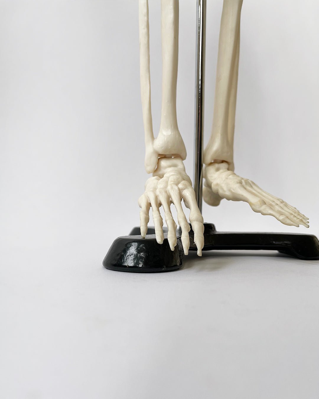 Articulated Skeleton - DESK TOP MODEL - Room Four