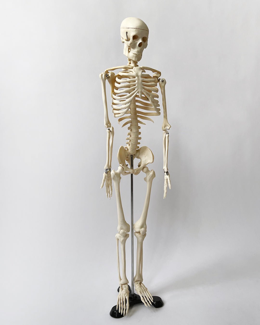 Articulated Skeleton - DESK TOP MODEL - Room Four