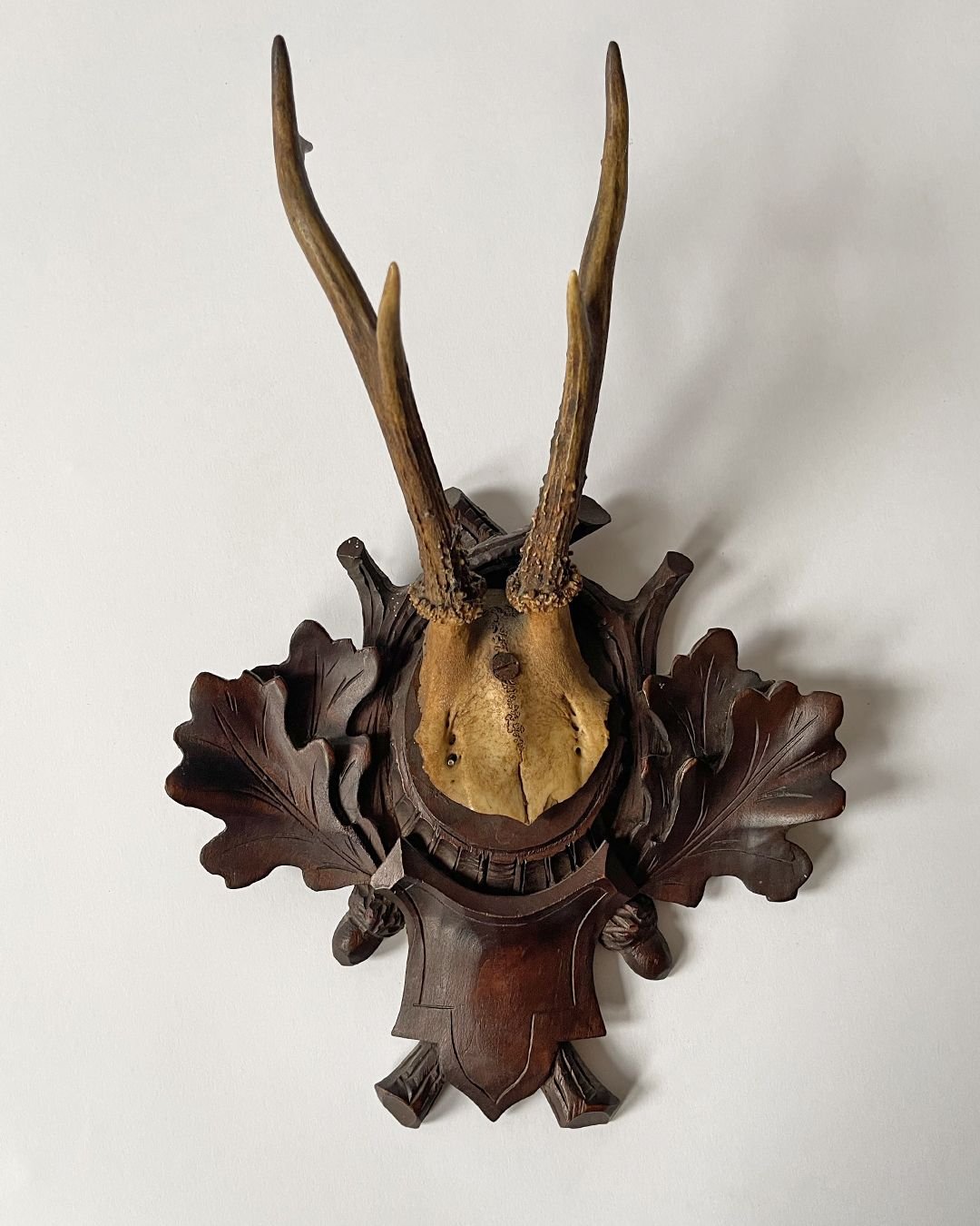 Back Forest (ii) Taxidermy Skull - Room Four