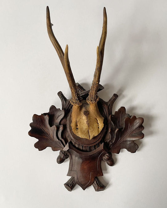 Back Forest (ii) Taxidermy Skull - Room Four