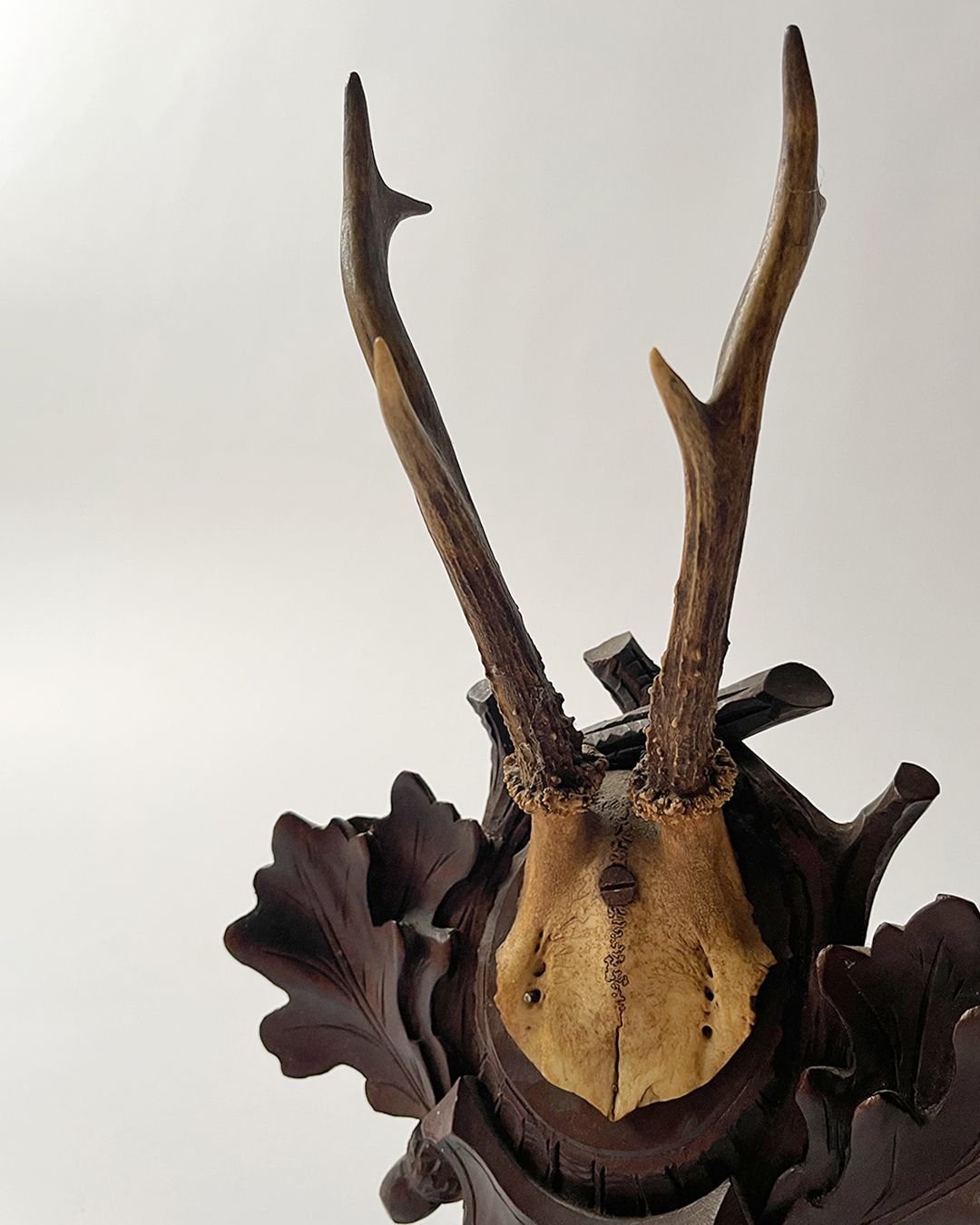 Back Forest (ii) Taxidermy Skull - Room Four