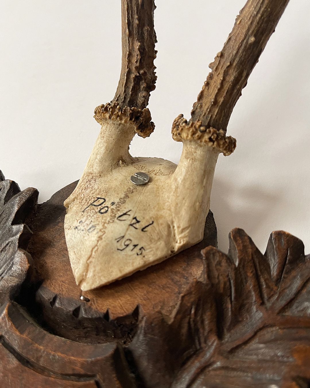 Black Forest Taxidermy Skull - Room Four