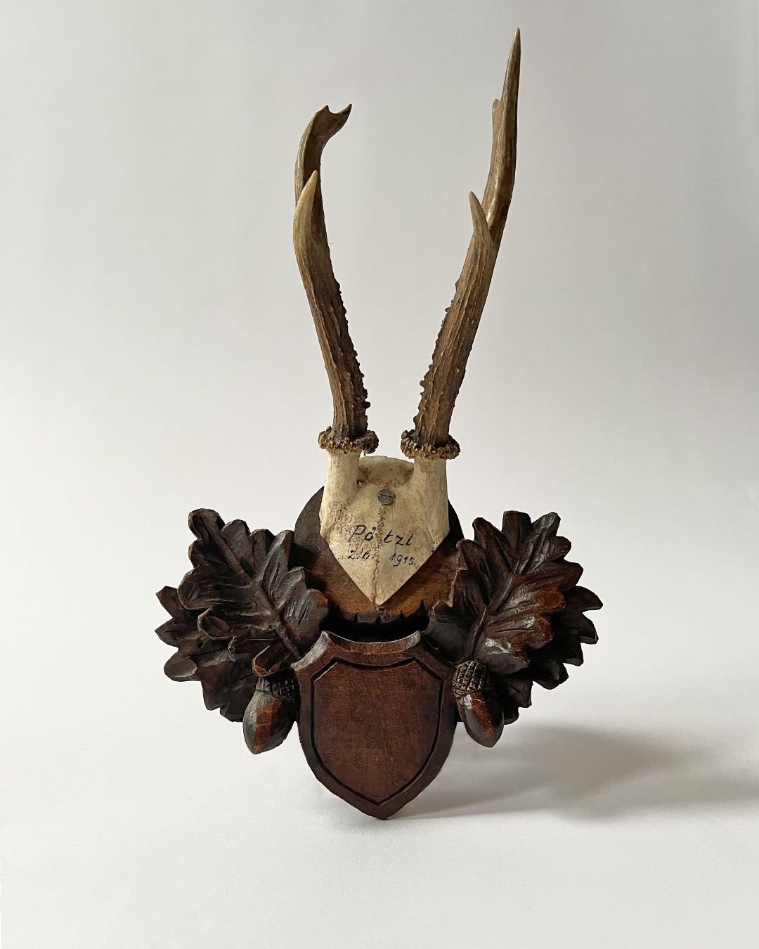 Black Forest Taxidermy Skull - Room Four