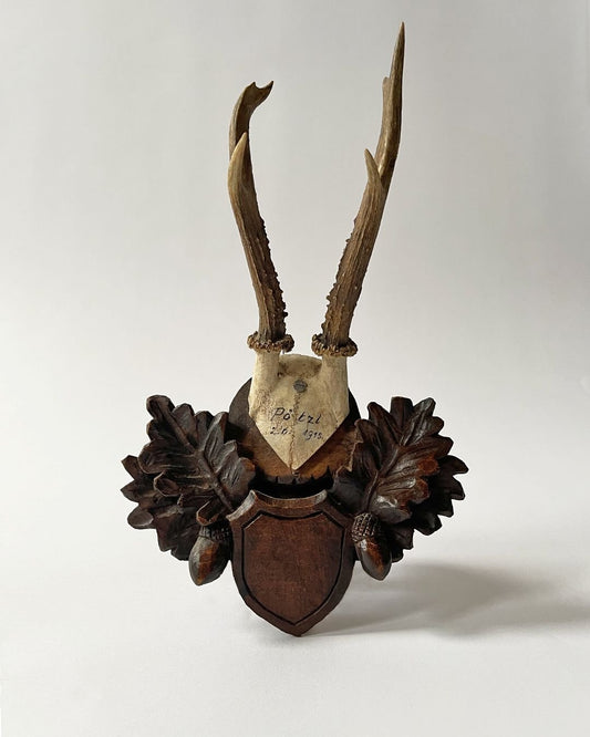 Black Forest Taxidermy Skull - Room Four
