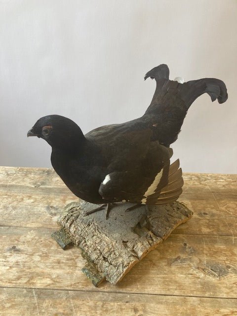Black Grouse (Lyrurus Tetrix) - Room Four