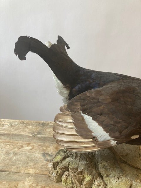 Black Grouse (Lyrurus Tetrix) - Room Four