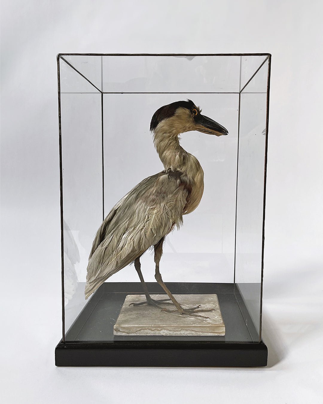 Boat - billed Heron Taxidermy - Room Four