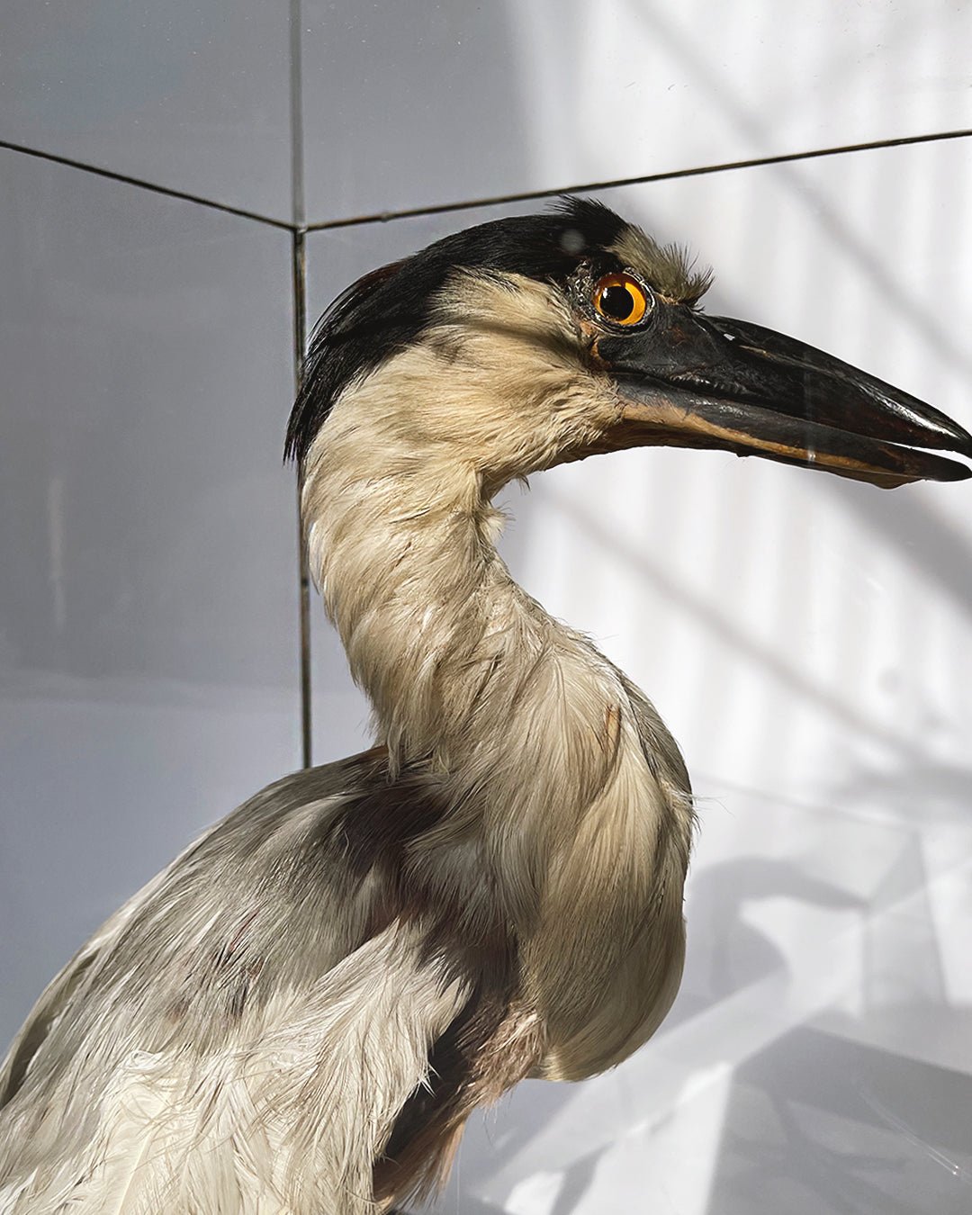 Boat - billed Heron Taxidermy - Room Four