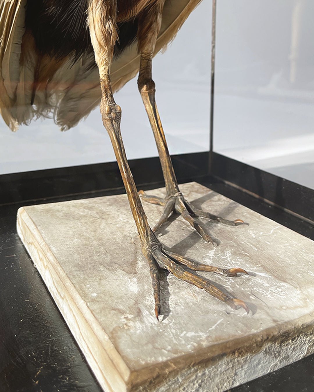 Boat - billed Heron Taxidermy - Room Four