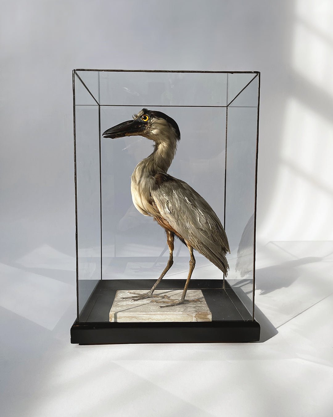 Boat - billed Heron Taxidermy - Room Four