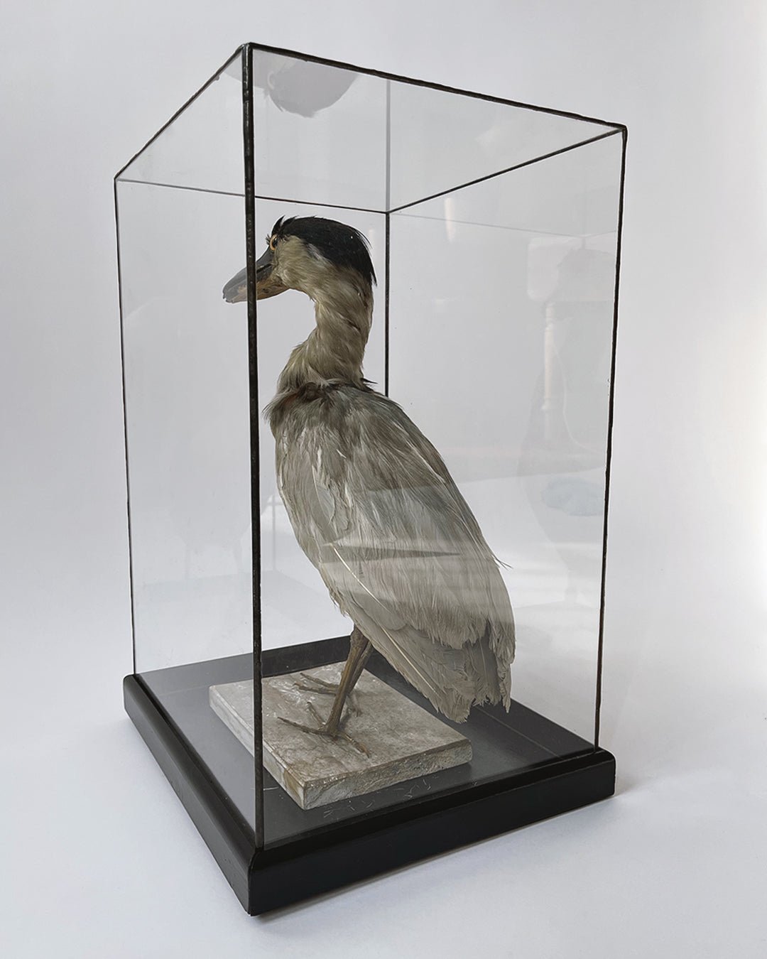 Boat - billed Heron Taxidermy - Room Four