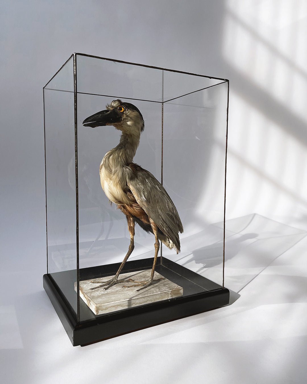 Boat - billed Heron Taxidermy - Room Four