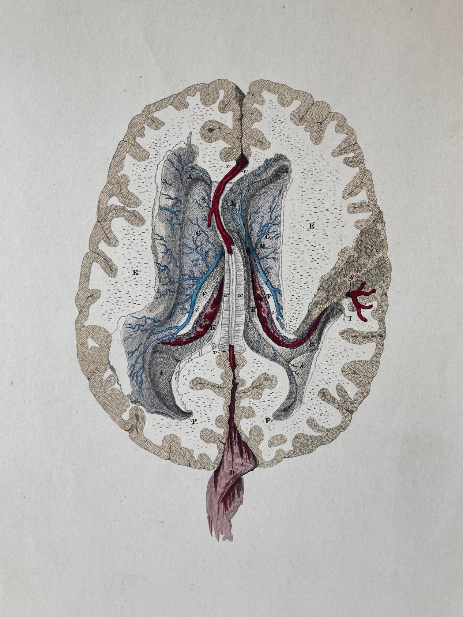 early anatomy - plate LX - ORIGINAL - Room Four