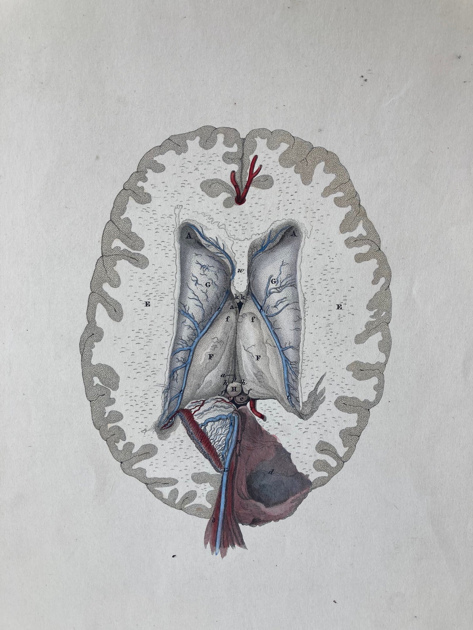 early anatomy - plate LXII - ORIGINAL - Room Four