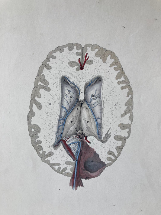 early anatomy - plate LXII - ORIGINAL - Room Four