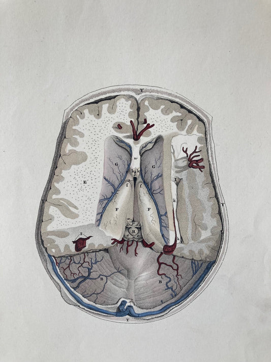 early anatomy - plate LXIII - original - Room Four