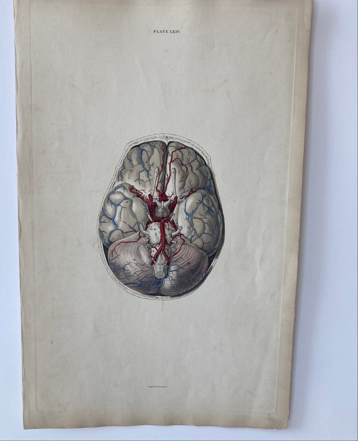 early anatomy - plate LXIV - original - Room Four