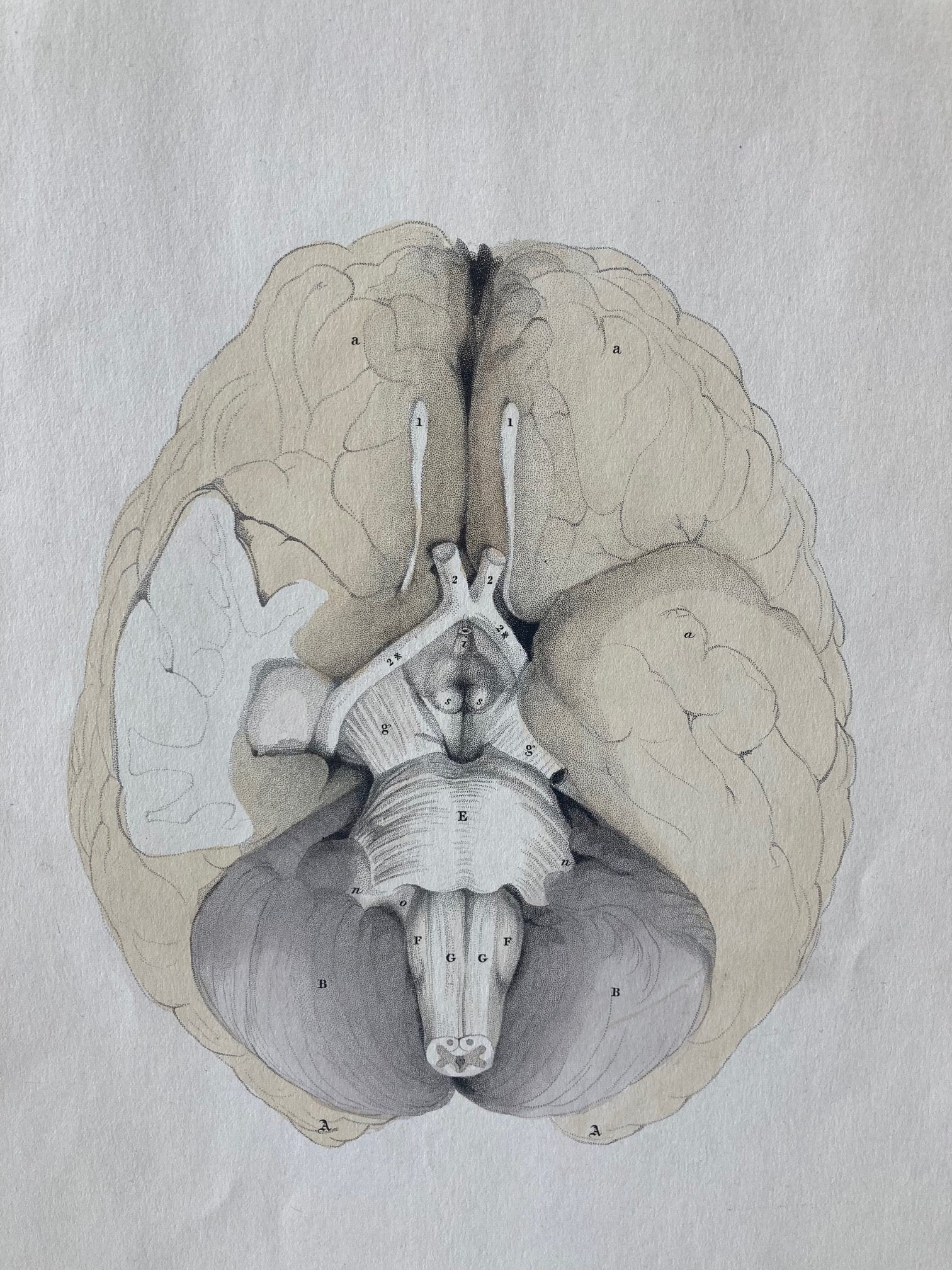 early anatomy - plate LXVII - original - Room Four