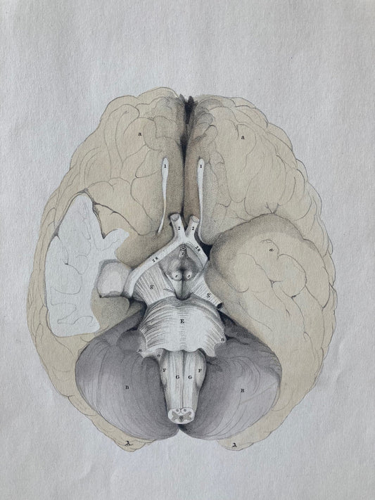 early anatomy - plate LXVII - original - Room Four