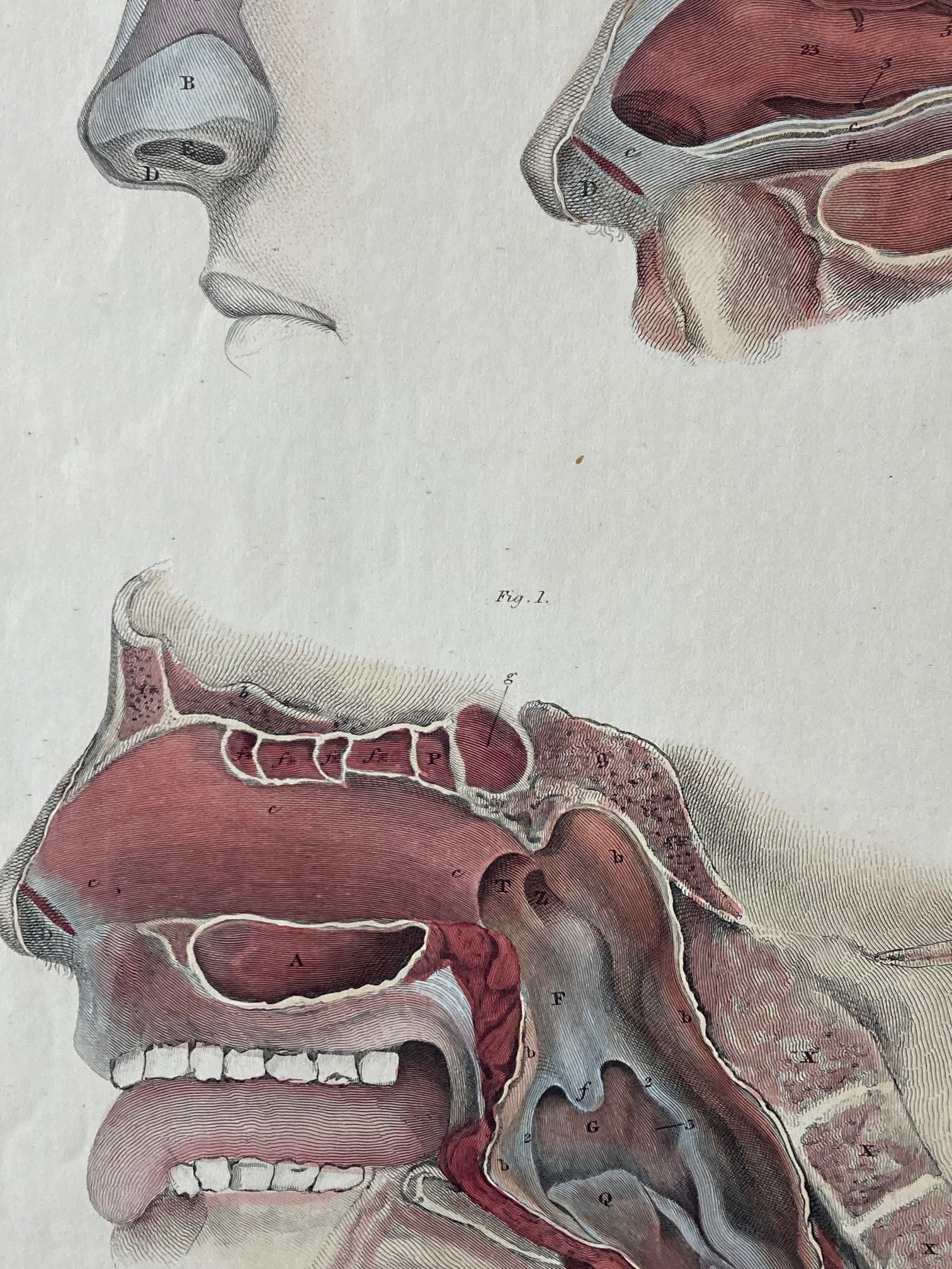 early anatomy - plate LXXIV - ORIGINAL - Room Four