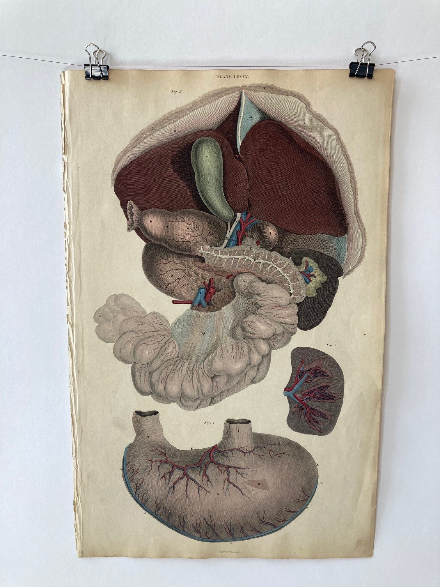 early anatomy - plate LXXXV - ORIGINAL - Room Four