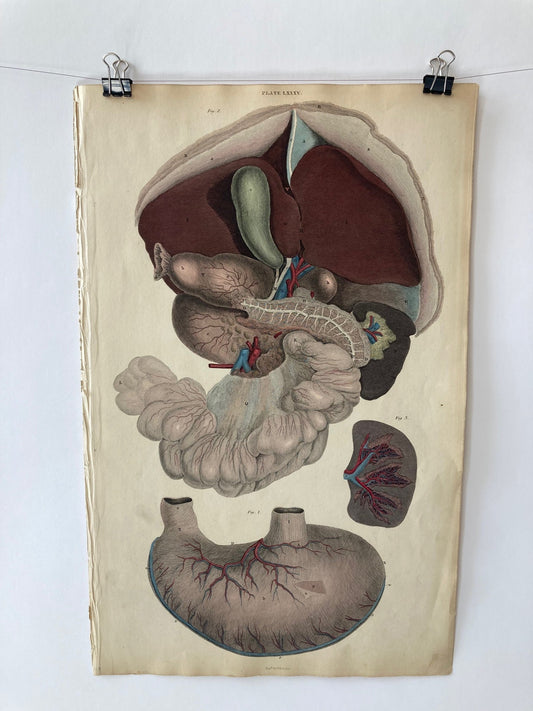 early anatomy - plate LXXXV - ORIGINAL - Room Four