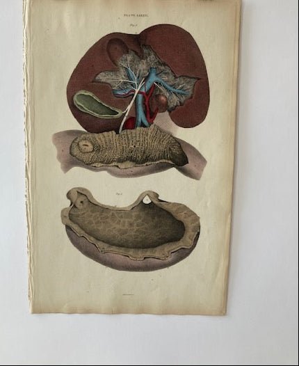 early anatomy - plate LXXXVI - ORIGINAL - Room Four