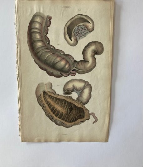 early anatomy - plate LXXXVII - ORIGINAL - Room Four