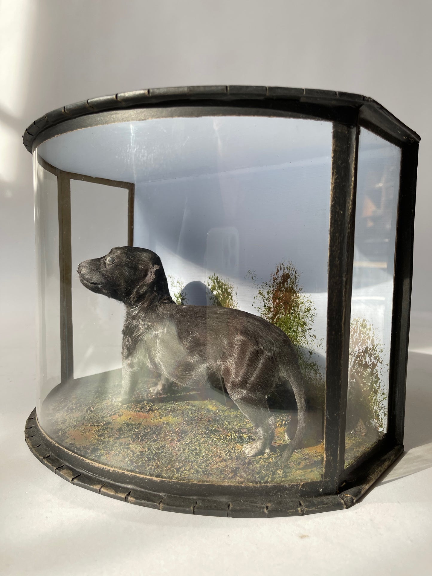 Victorian Puppy in a case