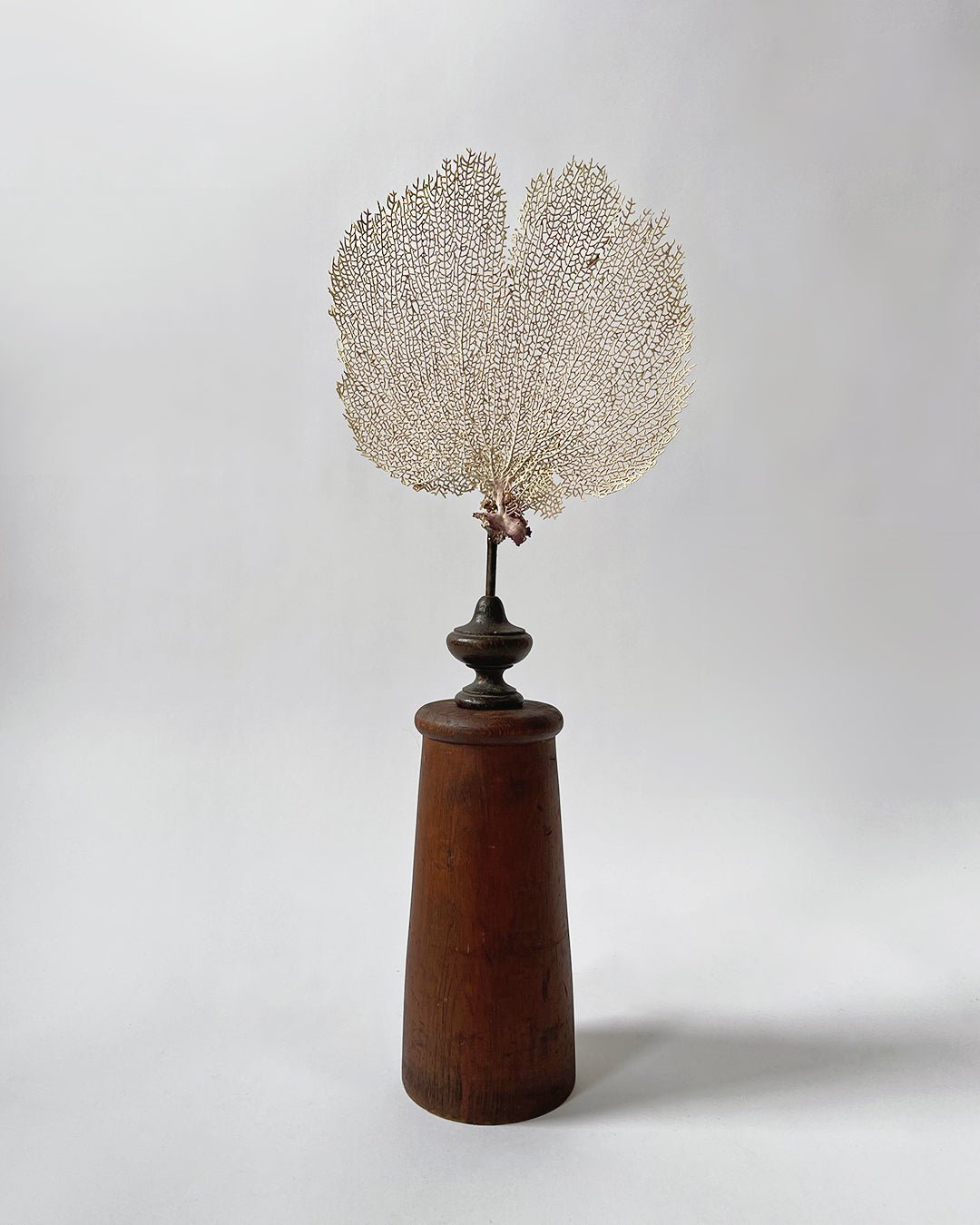 Sea Fan Coral - Wunderkammer Collection - Room Four