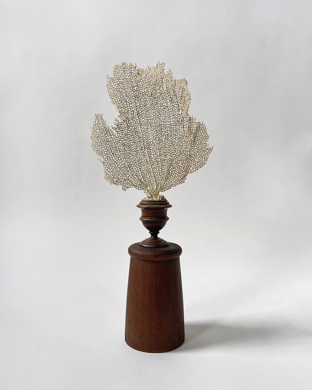 Sea Fan Coral - Wunderkammer Collection - Room Four