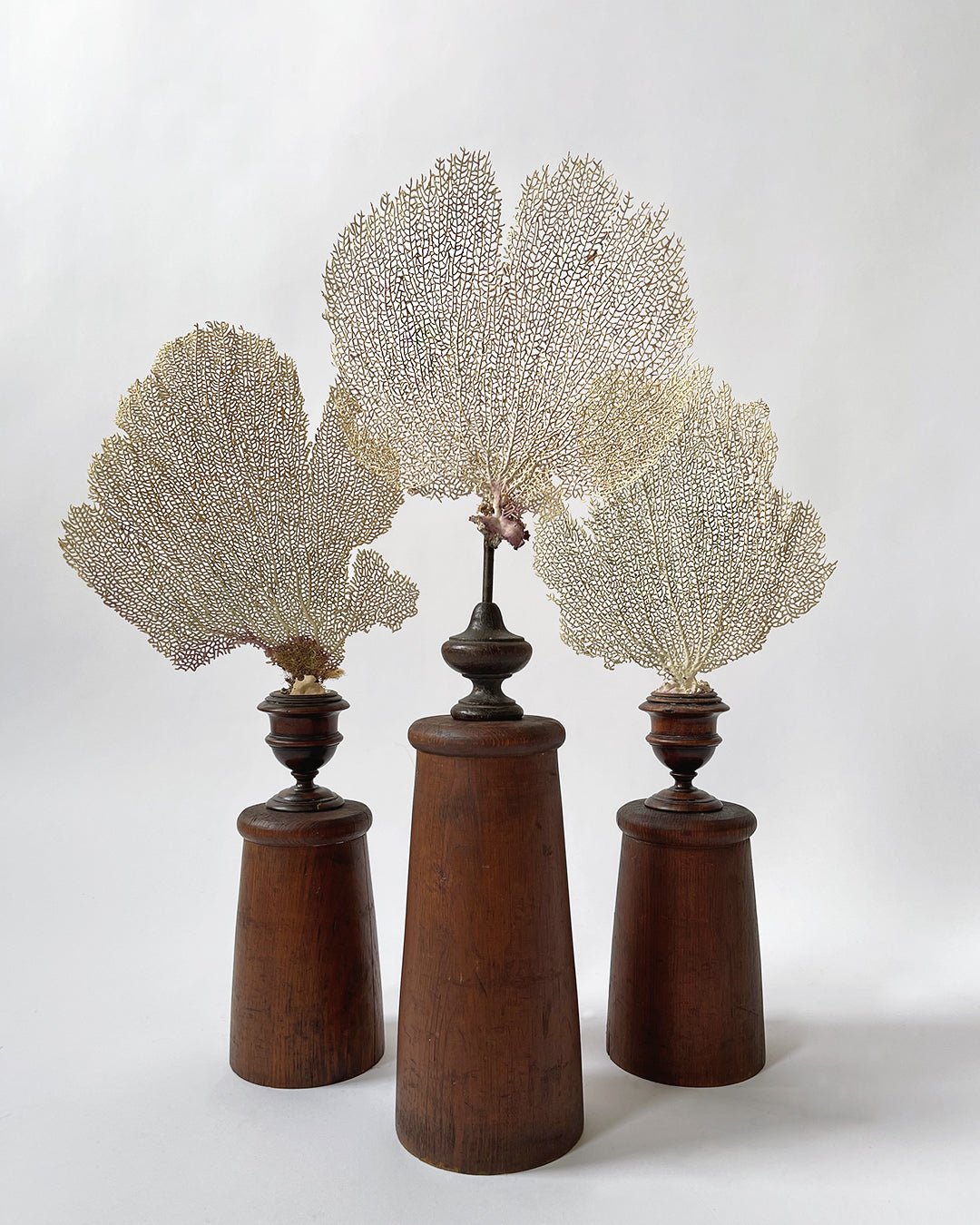 Sea Fan Coral - Wunderkammer Collection - Room Four