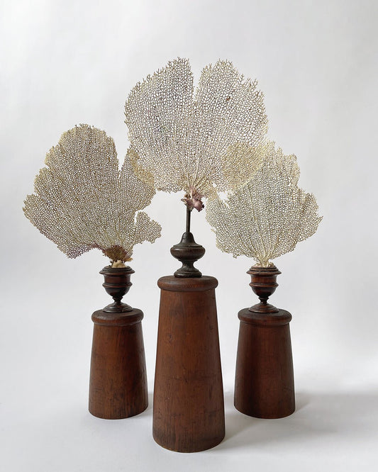 Sea Fan Coral - Wunderkammer Collection - Room Four