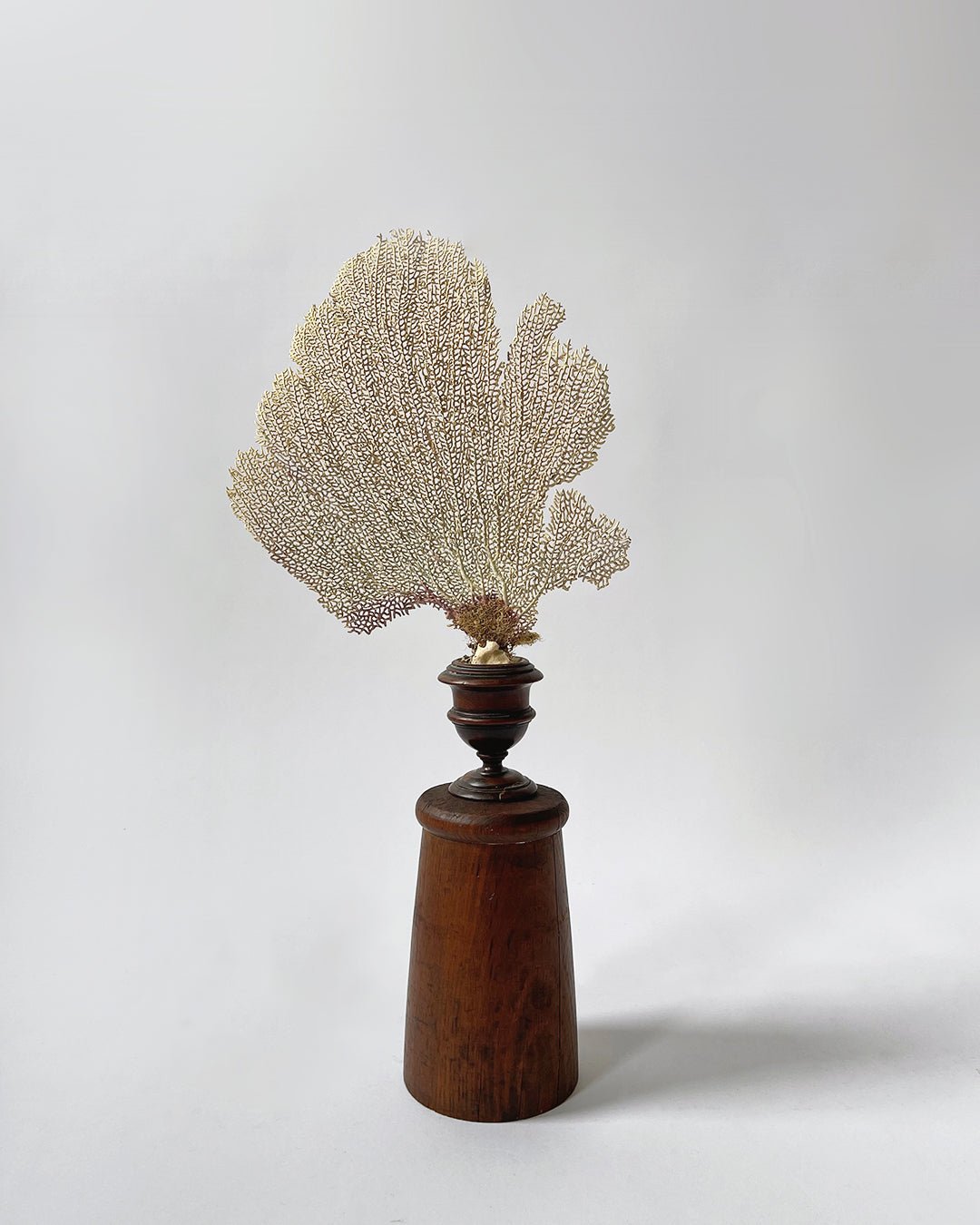 Sea Fan Coral - Wunderkammer Collection - Room Four
