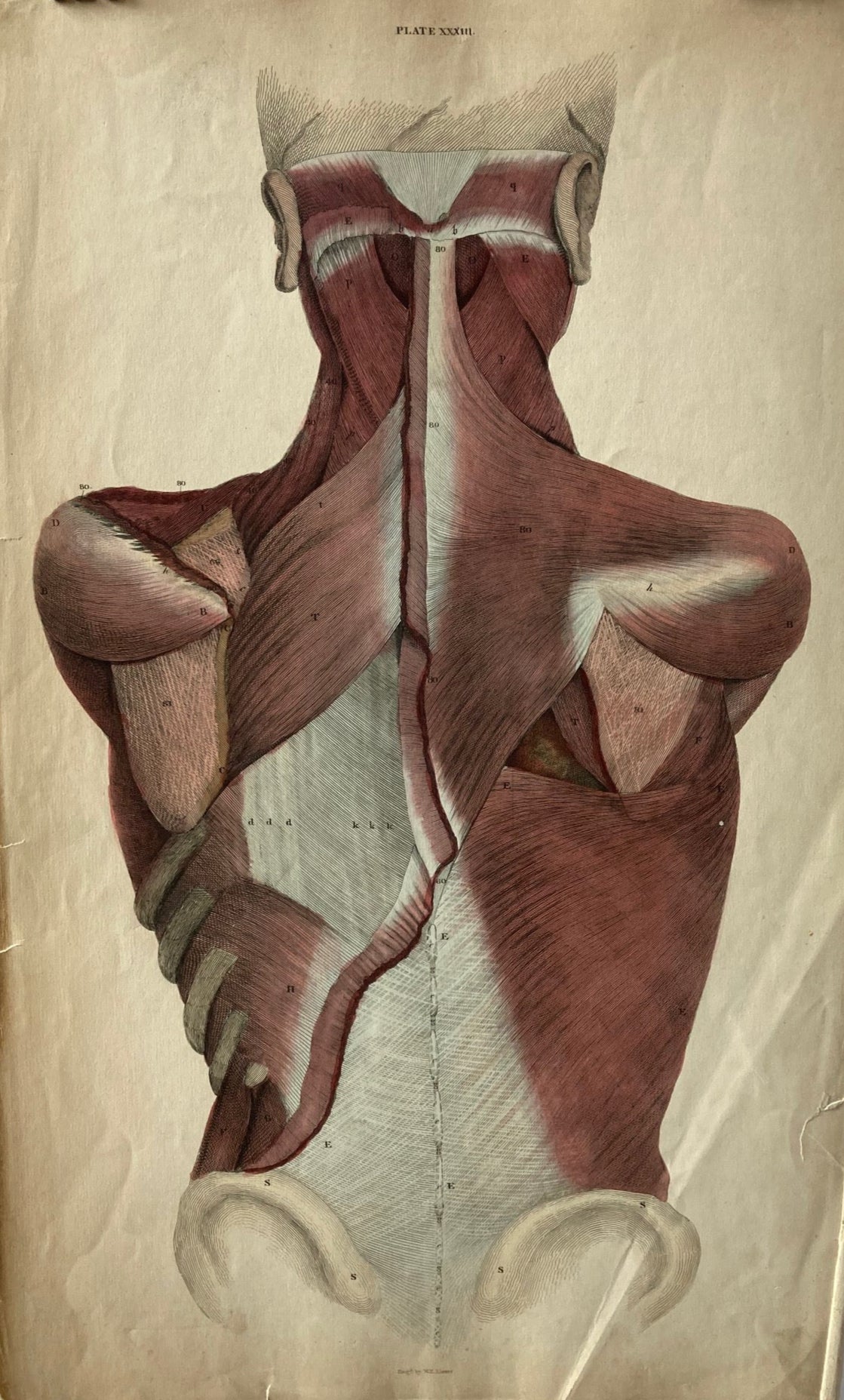 Sold early anatomy Plate XXXIII - original - Room Four