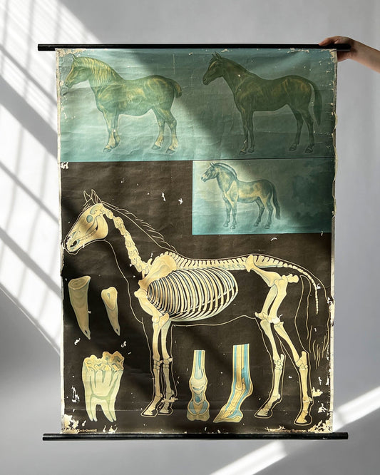 Sold - The Horse - Anatomical Chart - Room Four