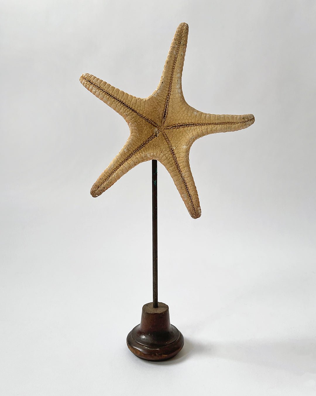 Starfish Ornament with stand - Room Four