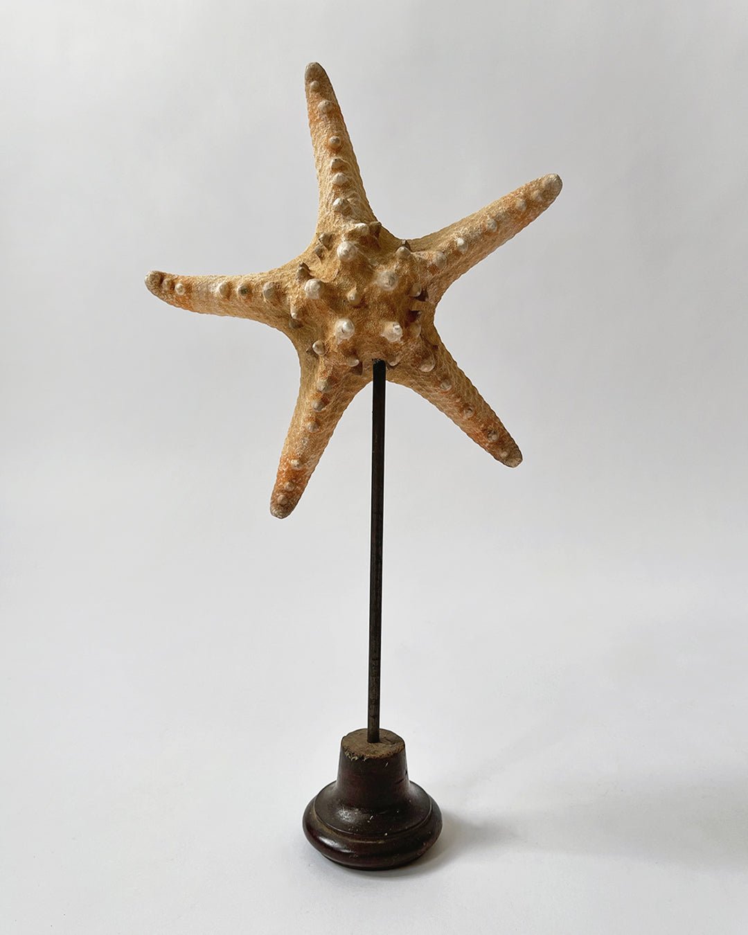 Starfish Ornament with stand - Room Four