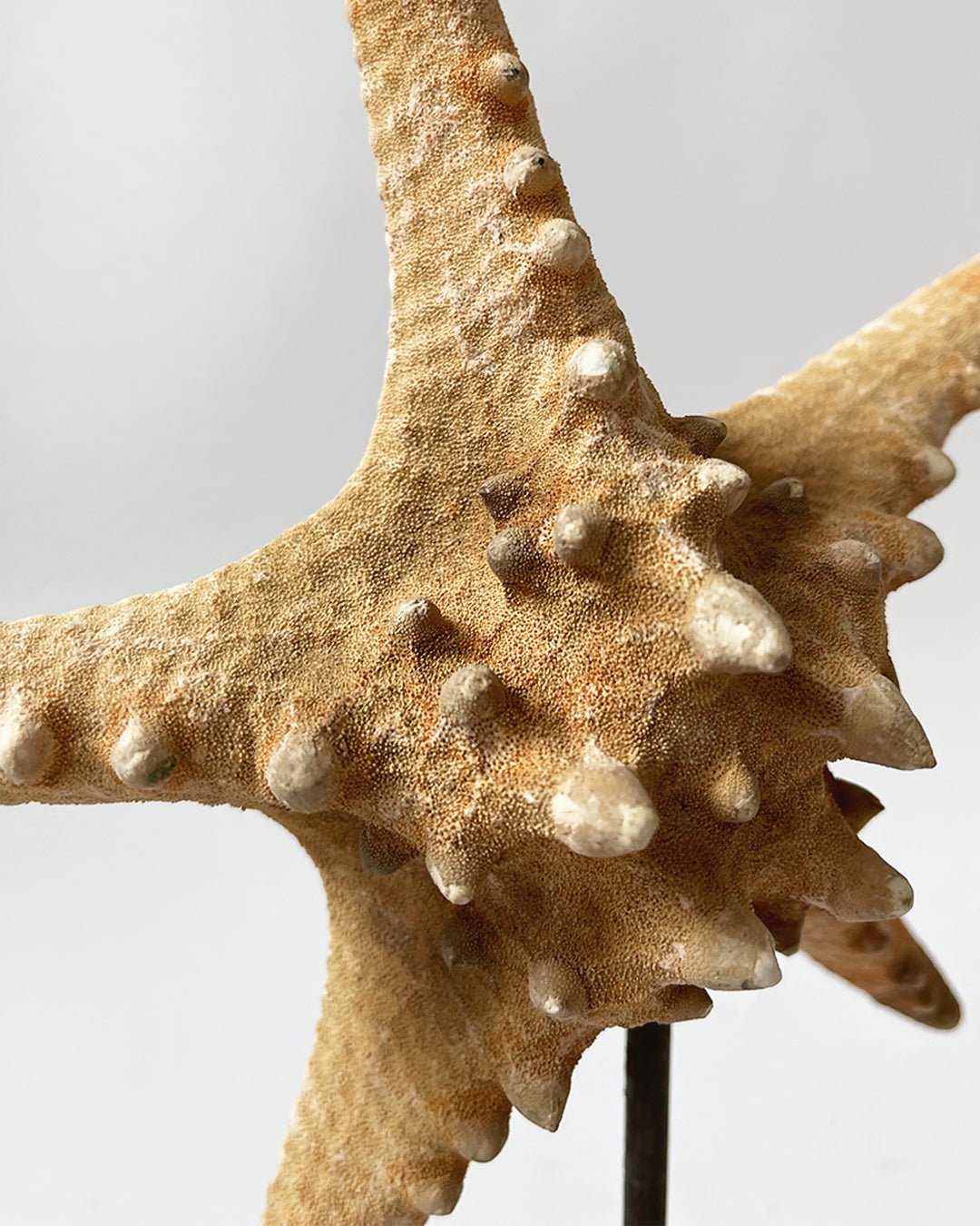 Starfish Ornament with stand - Room Four