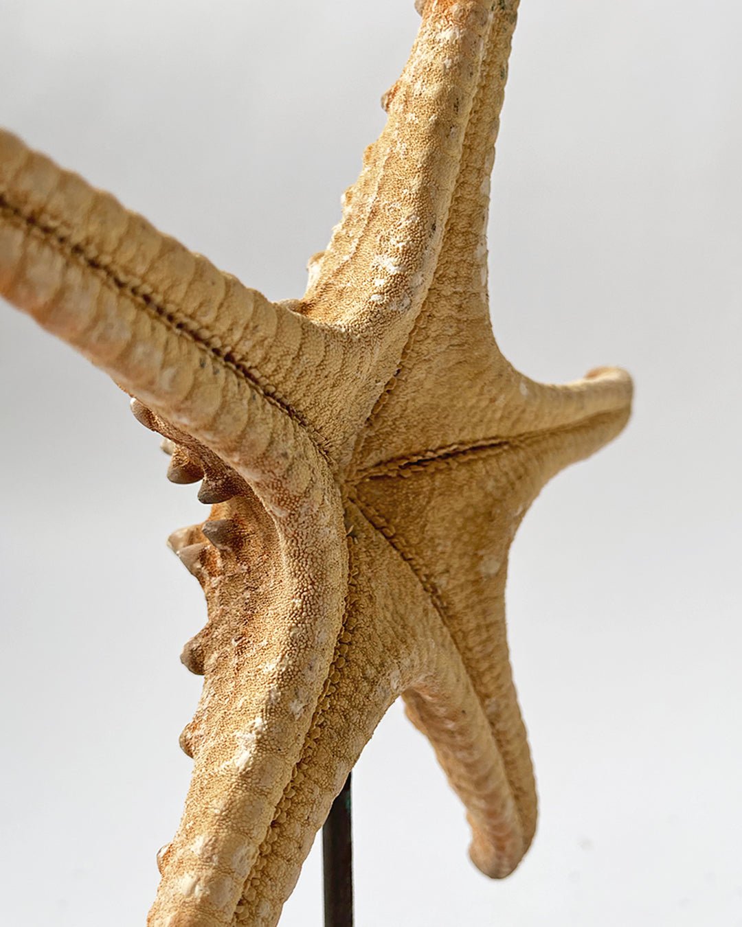 Starfish Ornament with stand - Room Four