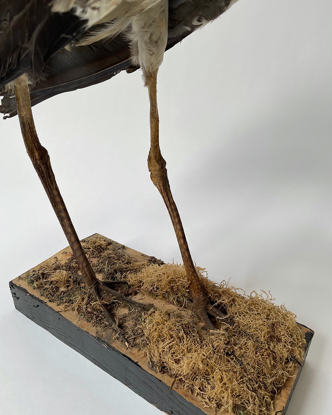 Taxidermy Grey Heron - Room Four