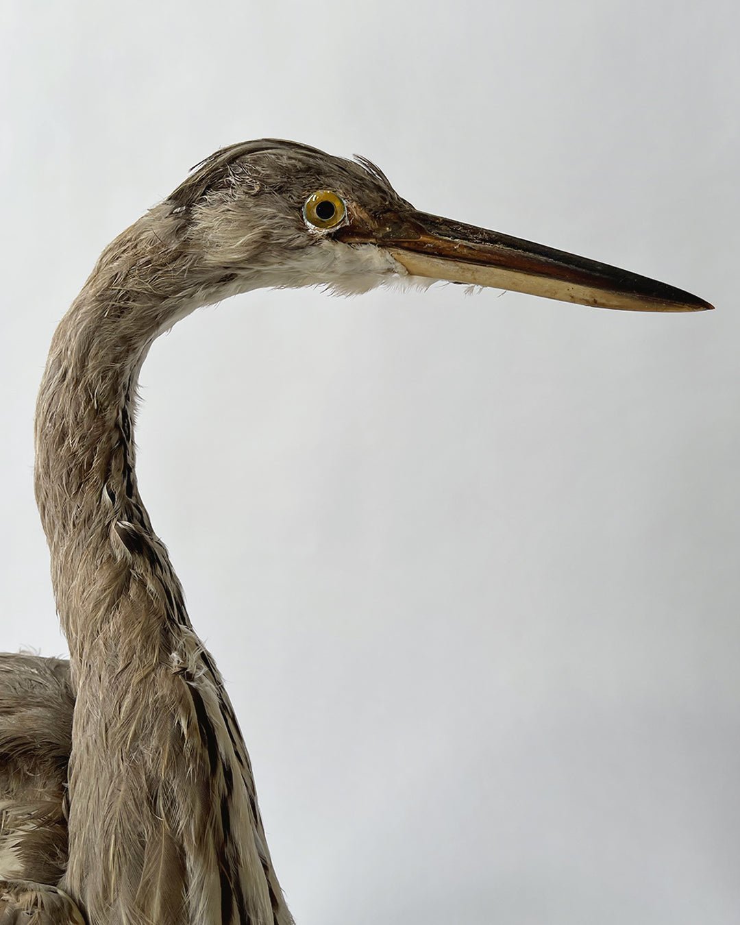 Taxidermy Grey Heron - Room Four