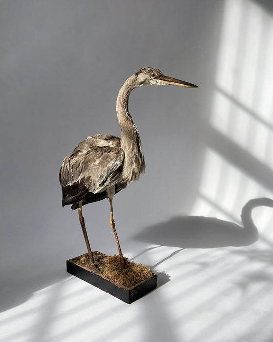 Taxidermy Grey Heron - Room Four